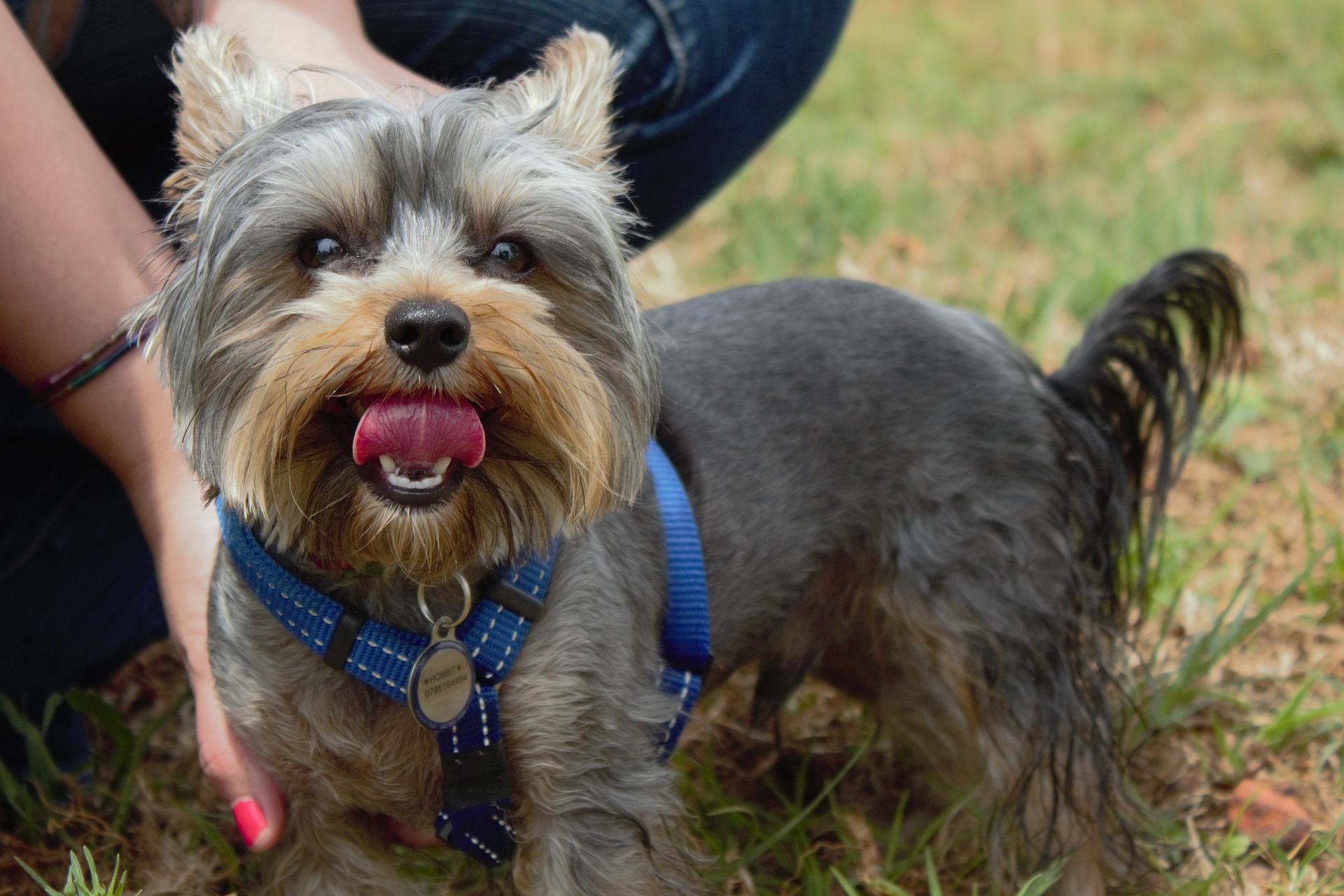 best harness for small dogs