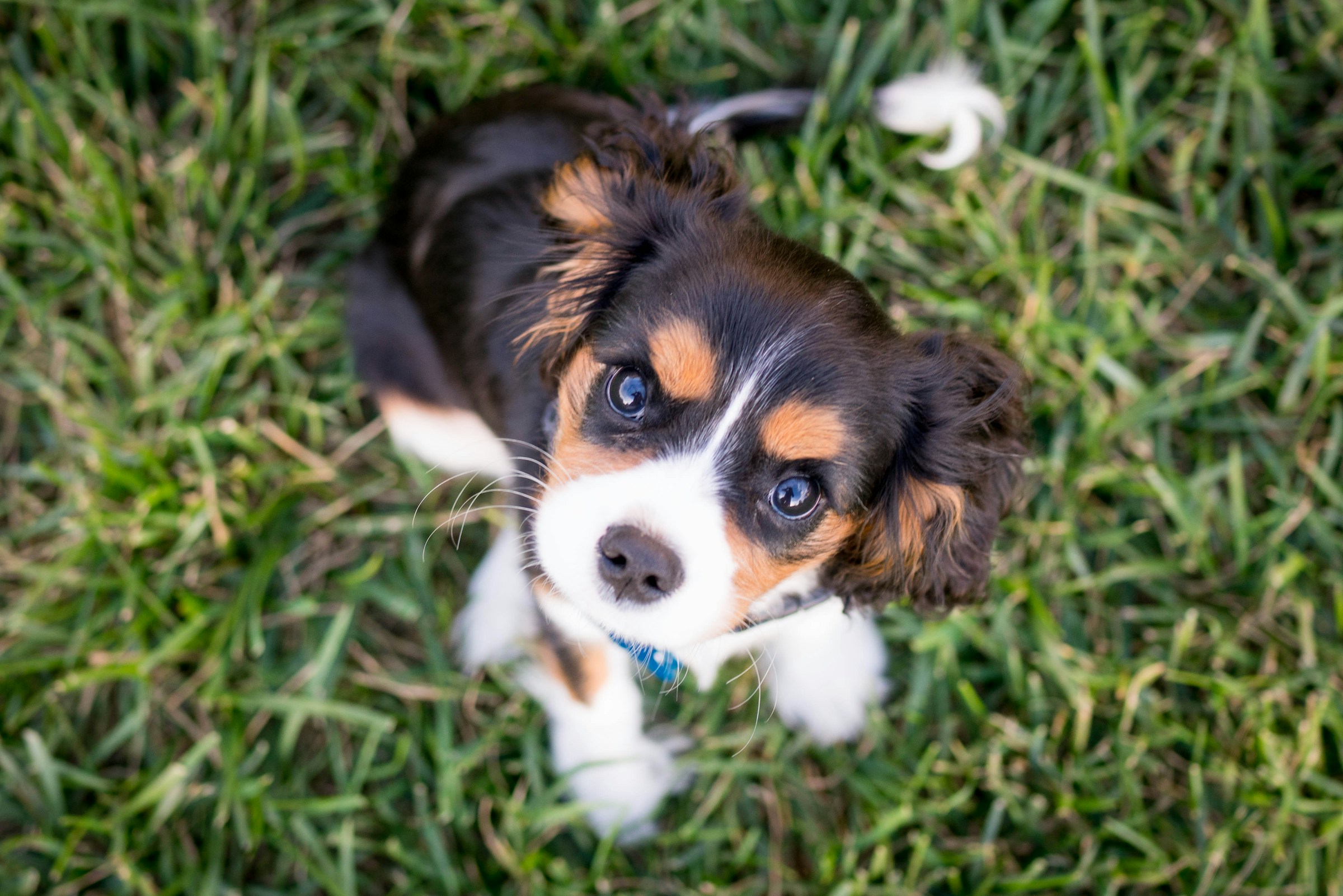 best puppy food for small breeds