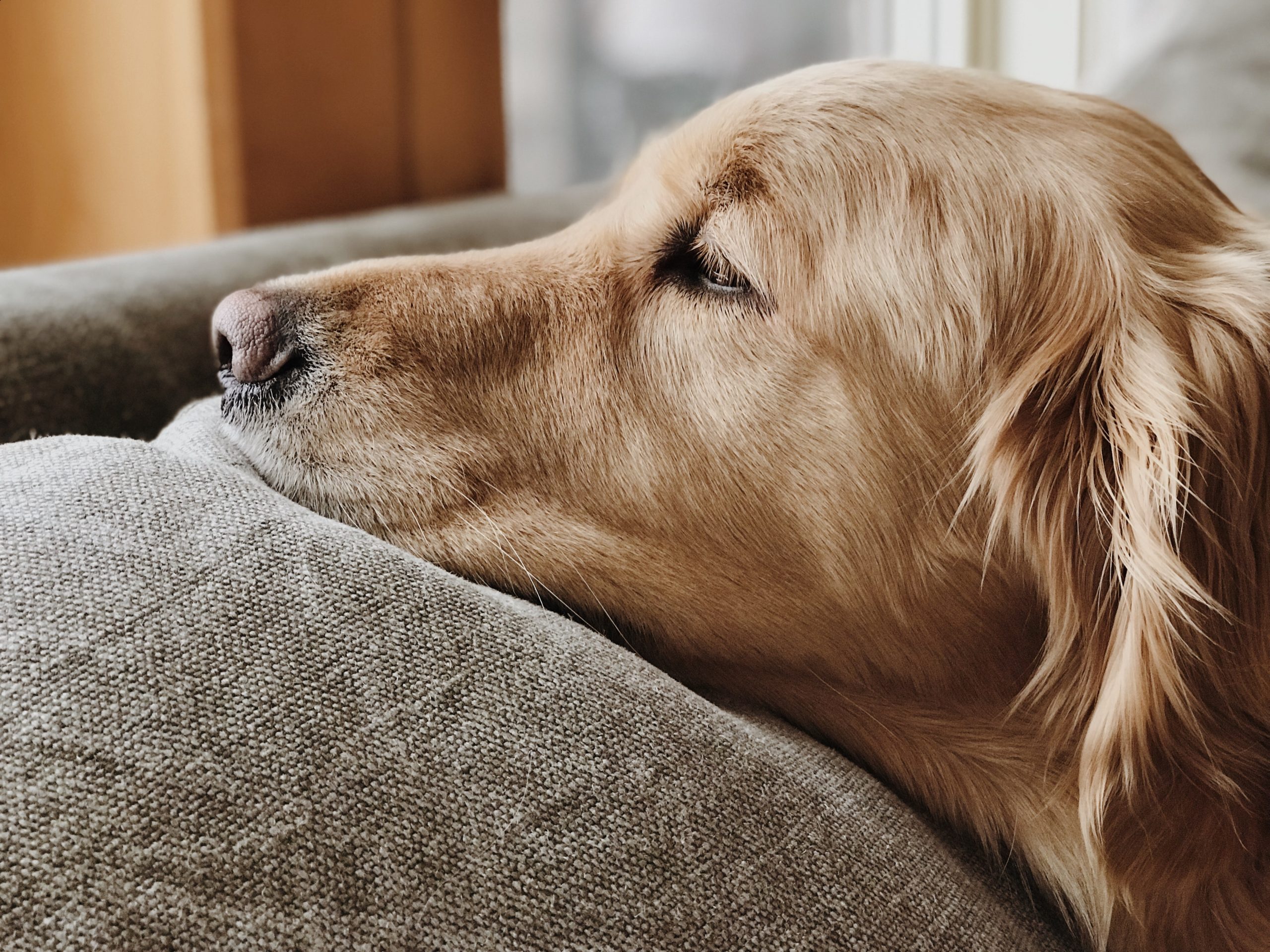 best dog bed for golden retriever