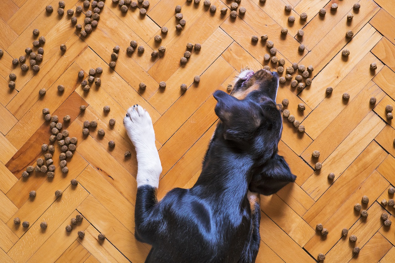 best homemade dog food