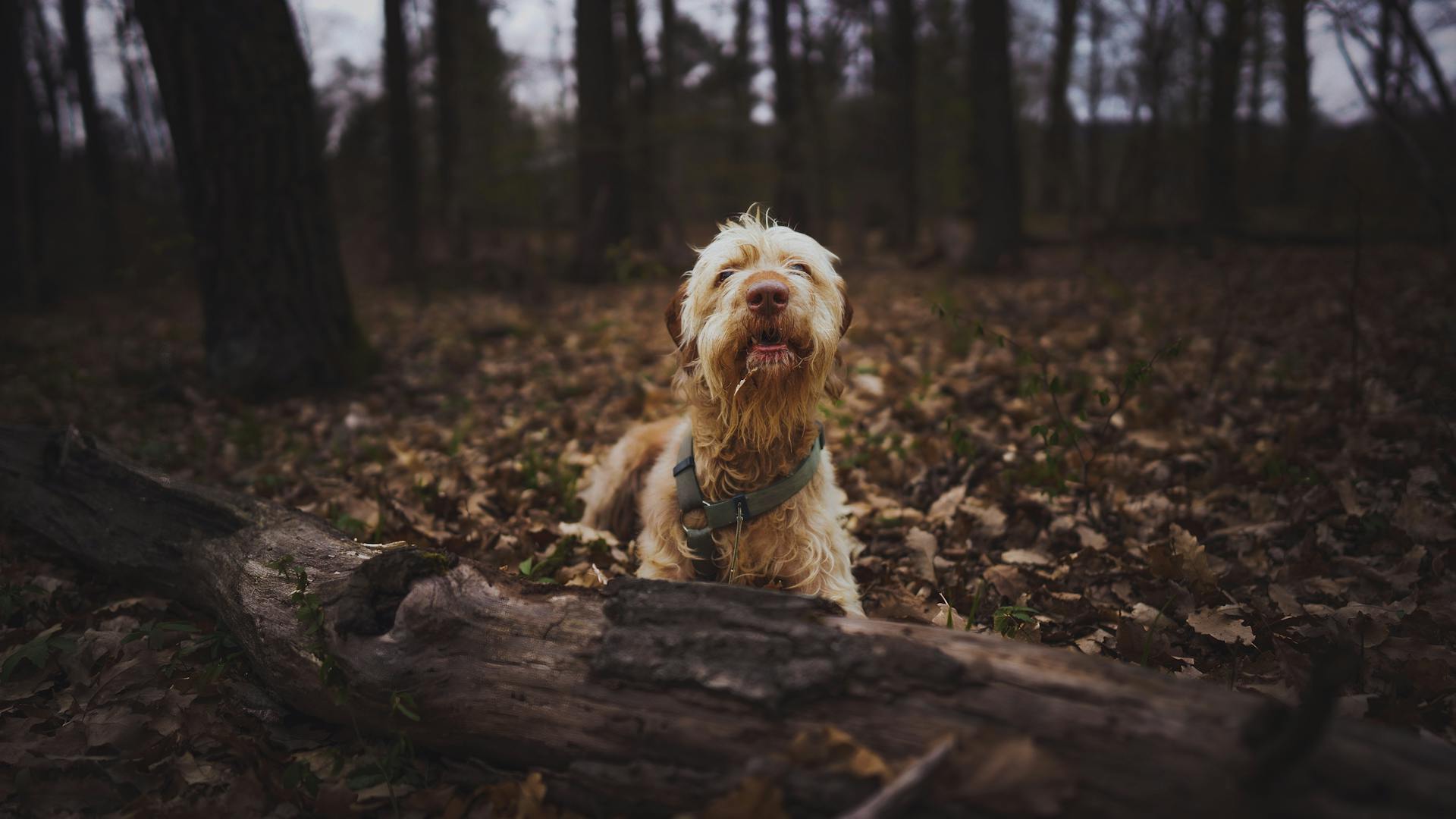 main image for the best dog harness for hiking in 2024