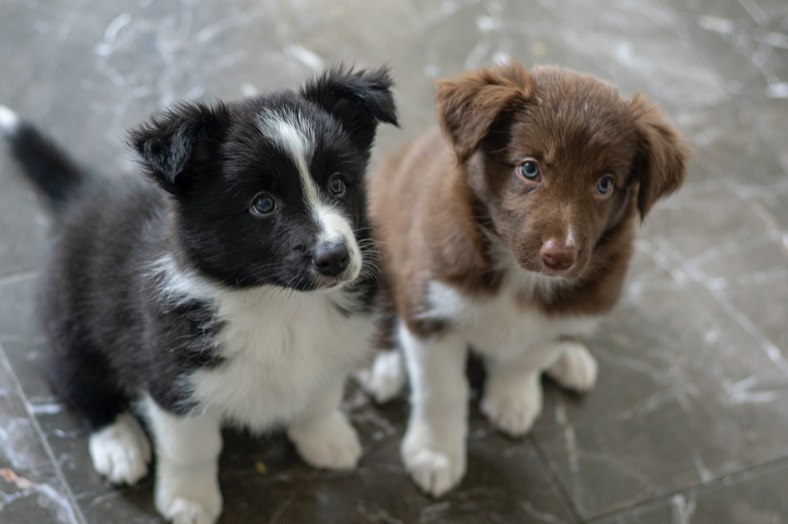 main image for the best dog food for border collie puppies