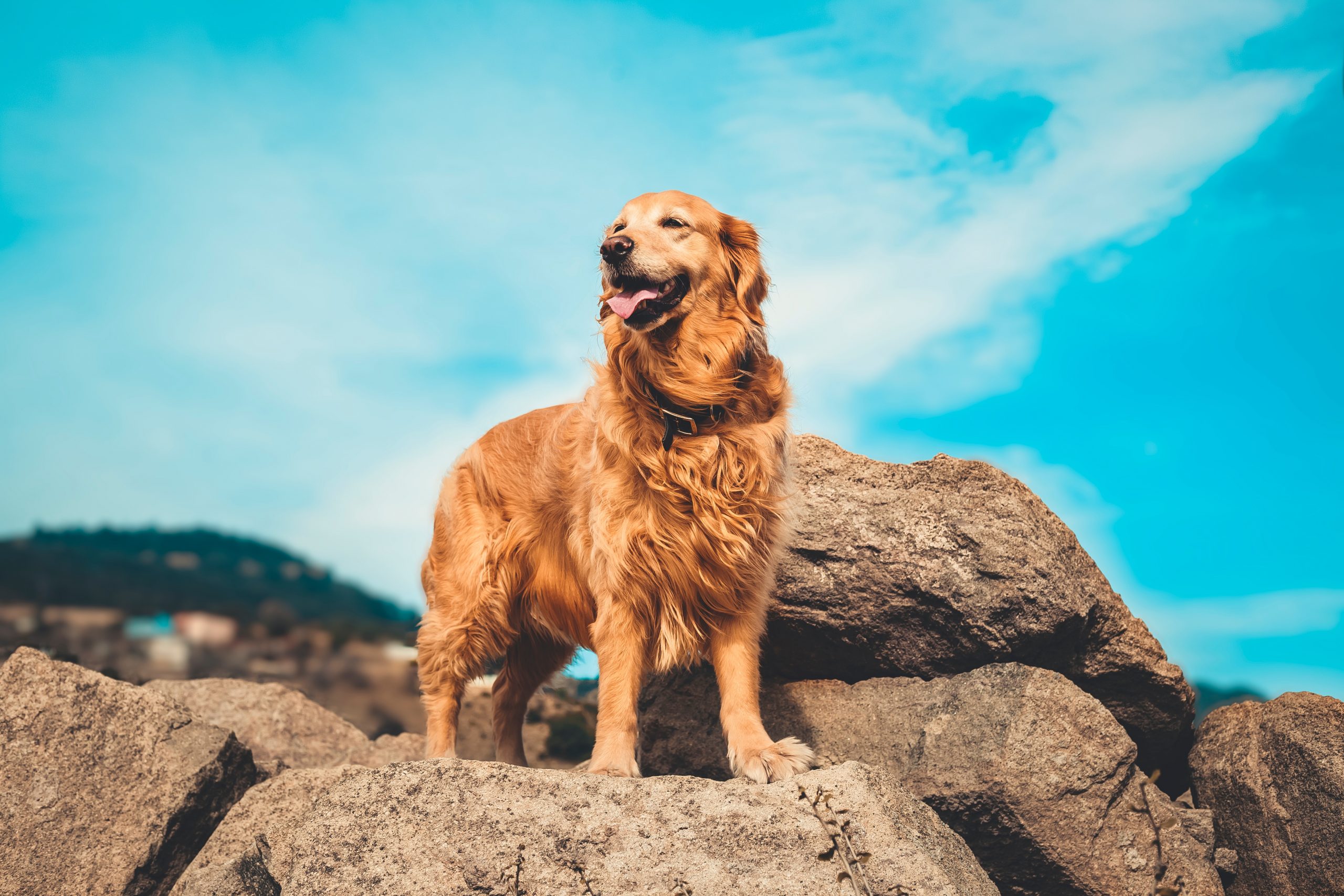 best harness for golden retriever