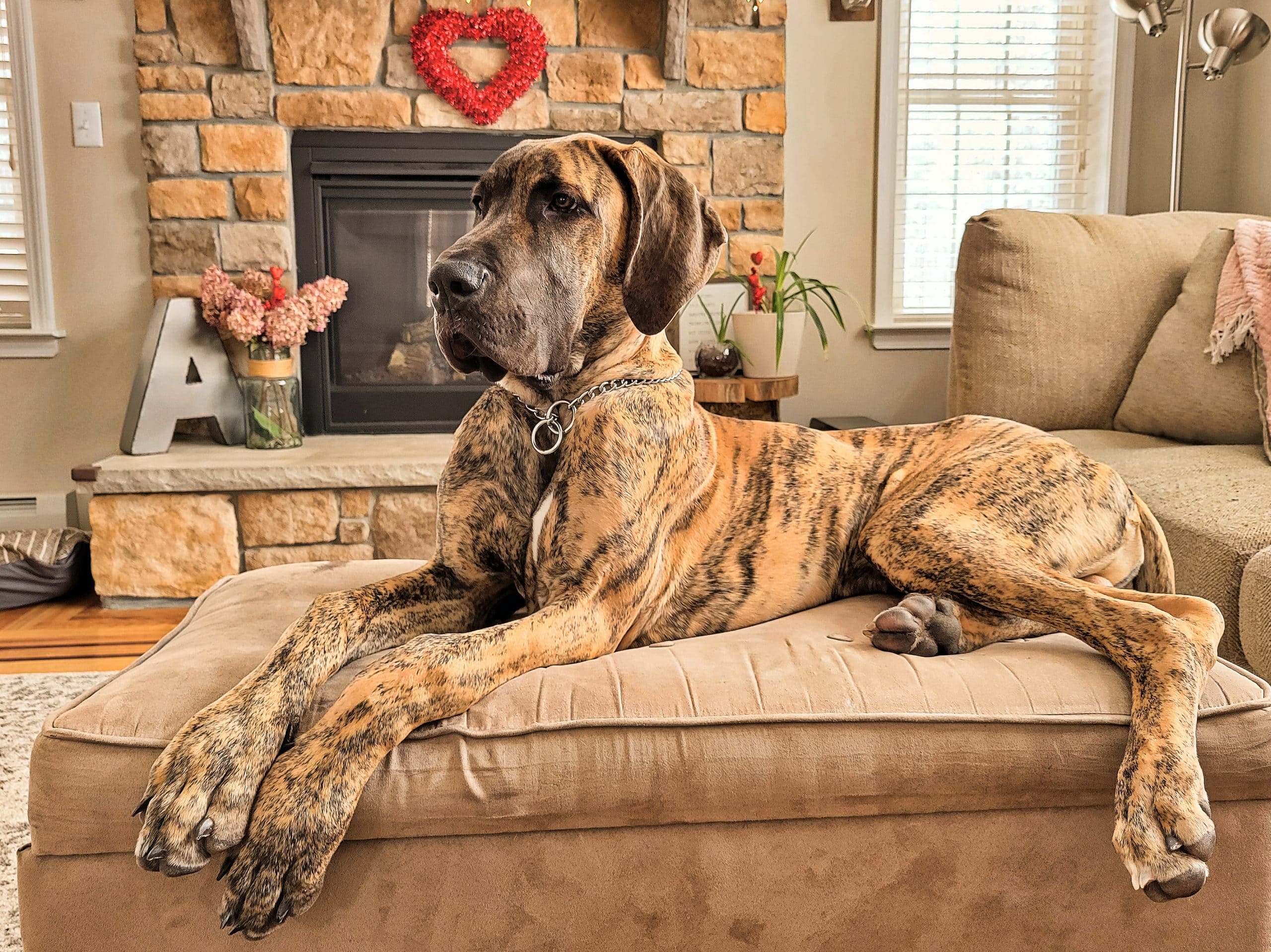 main image for the best dog bed for great danes