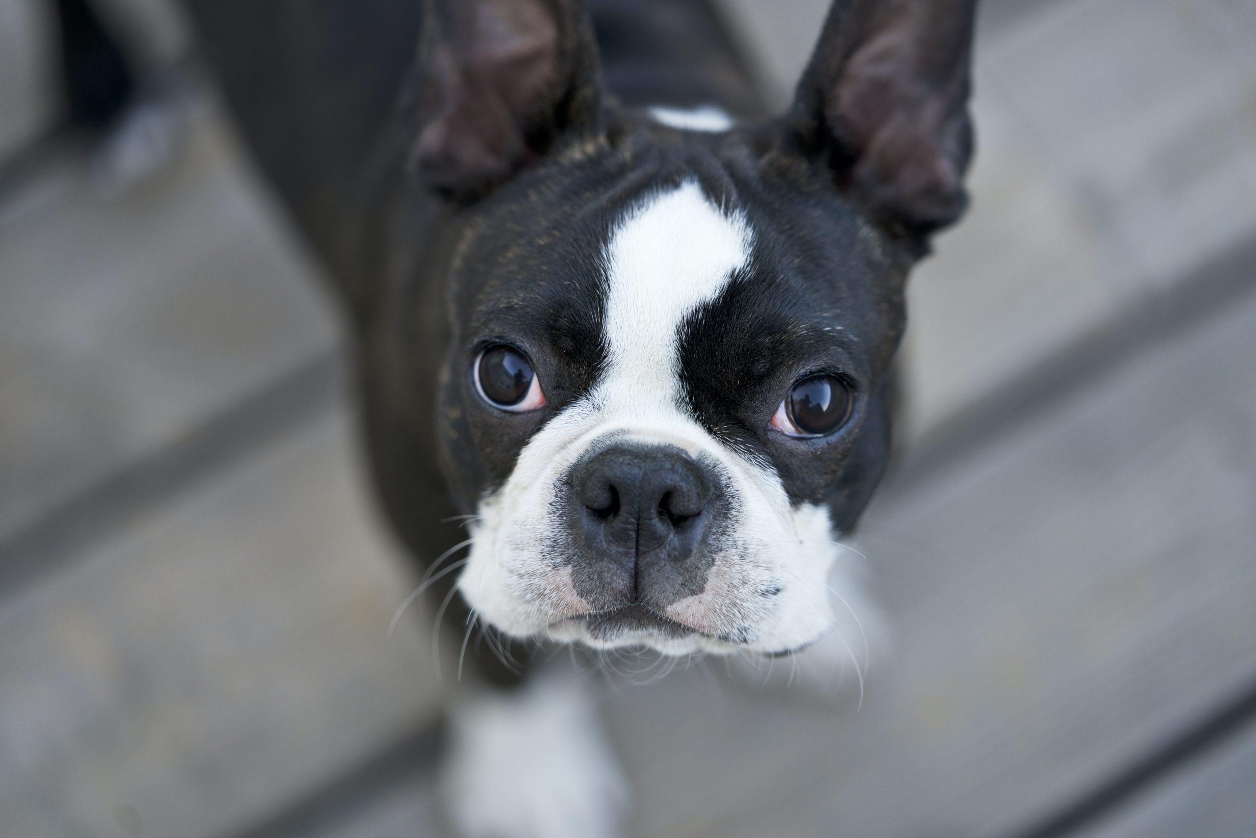 best dog food for Boston Terriers