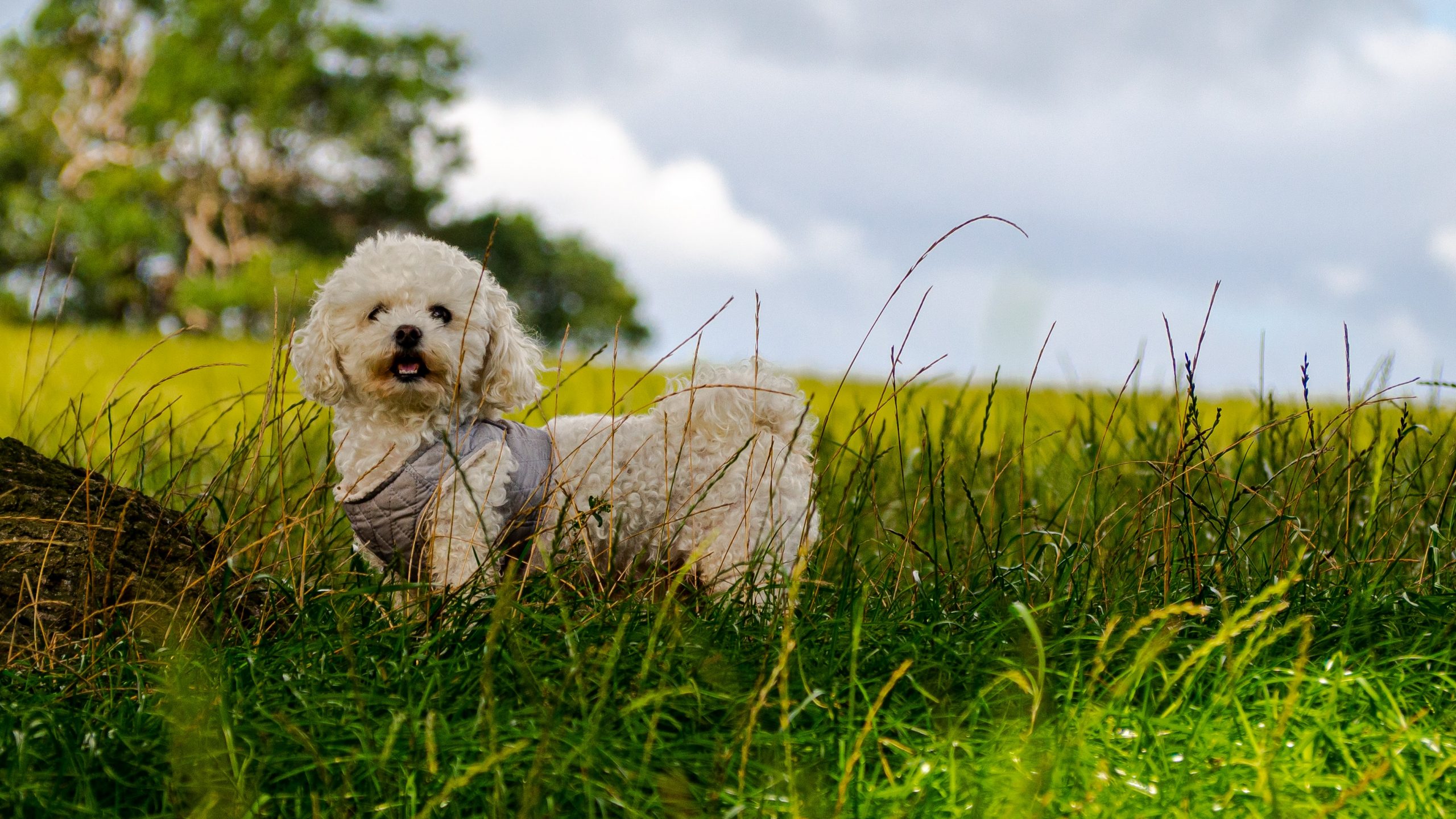 best dog foods for bichon frise