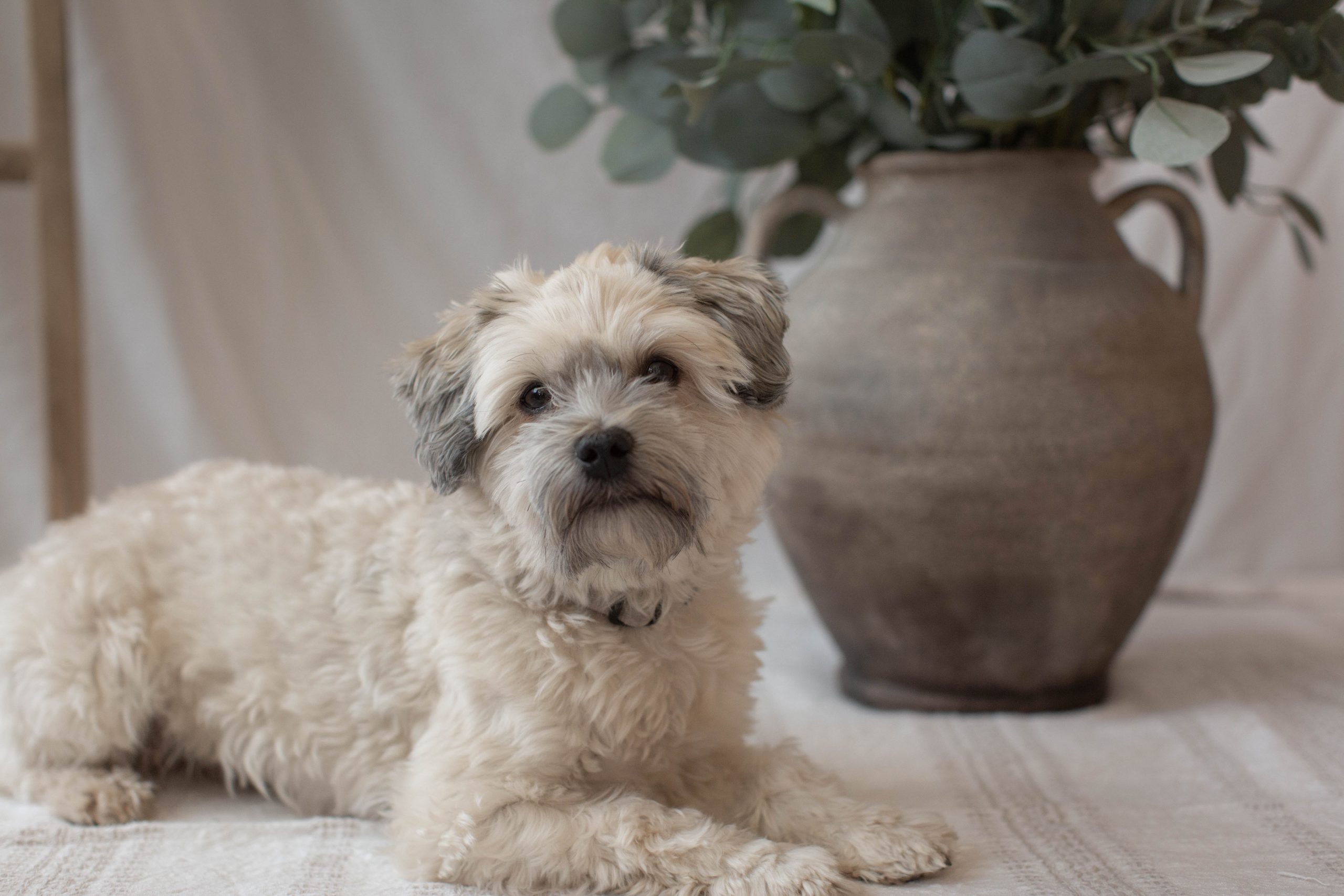 best dog food for Havanese