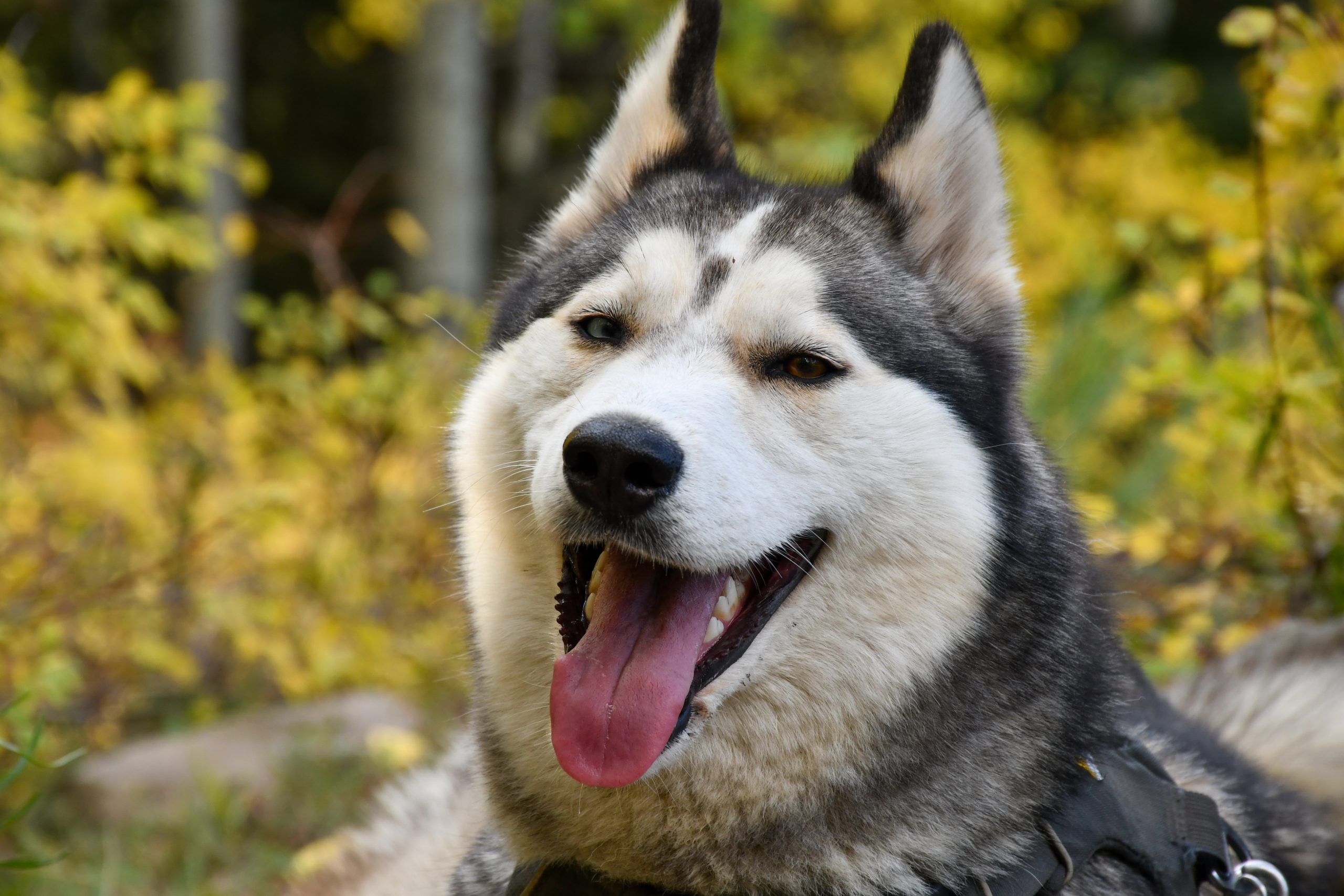 best harness for husky