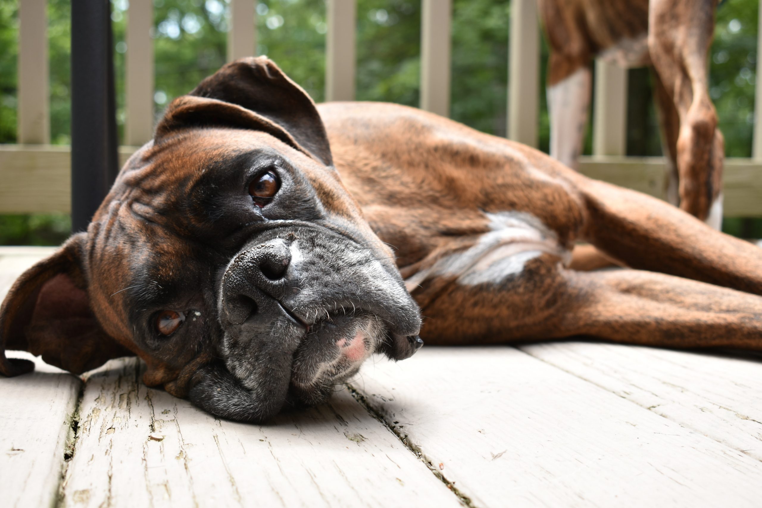 best dog bed for boxers