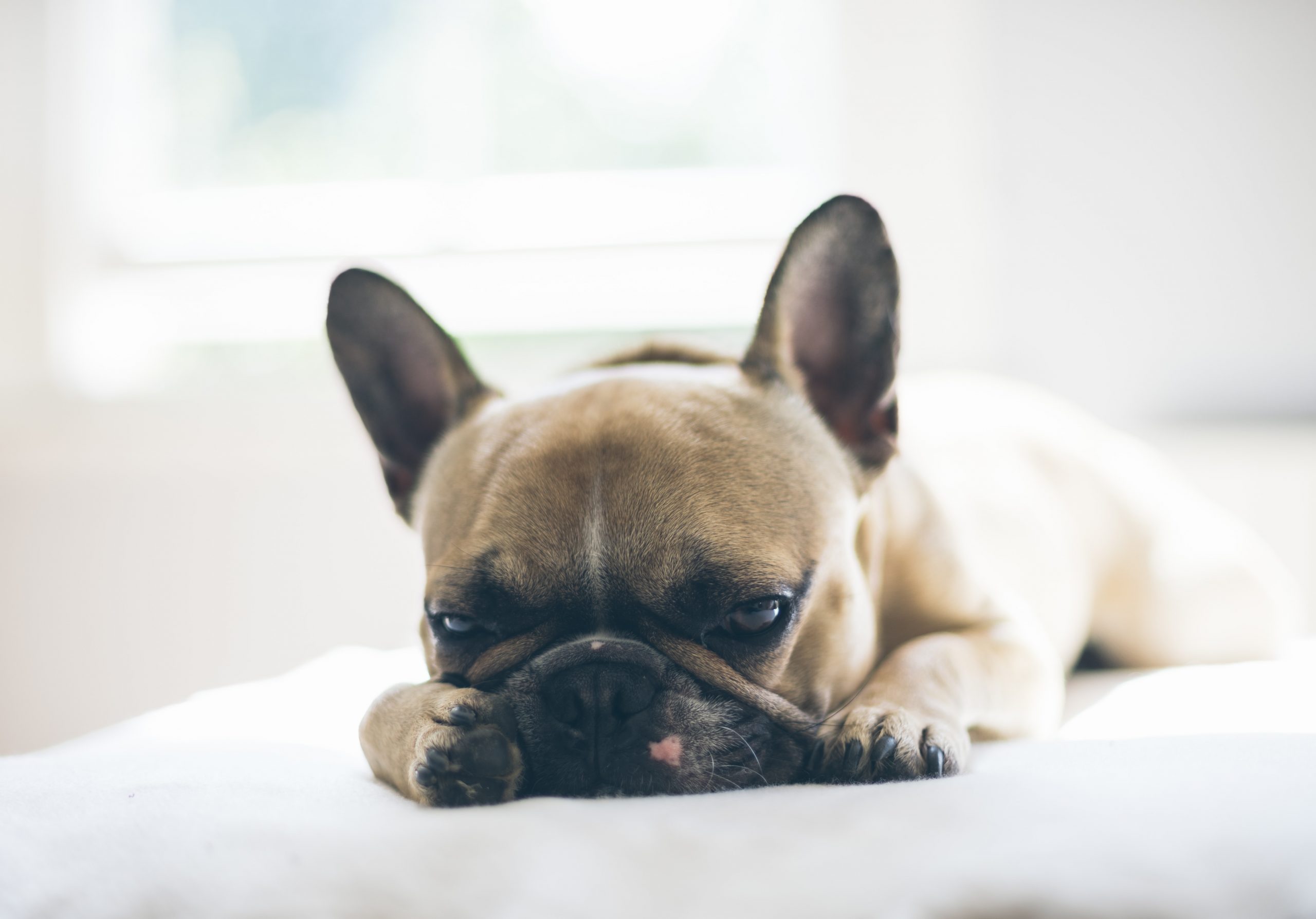 best dog beds for french bulldogs