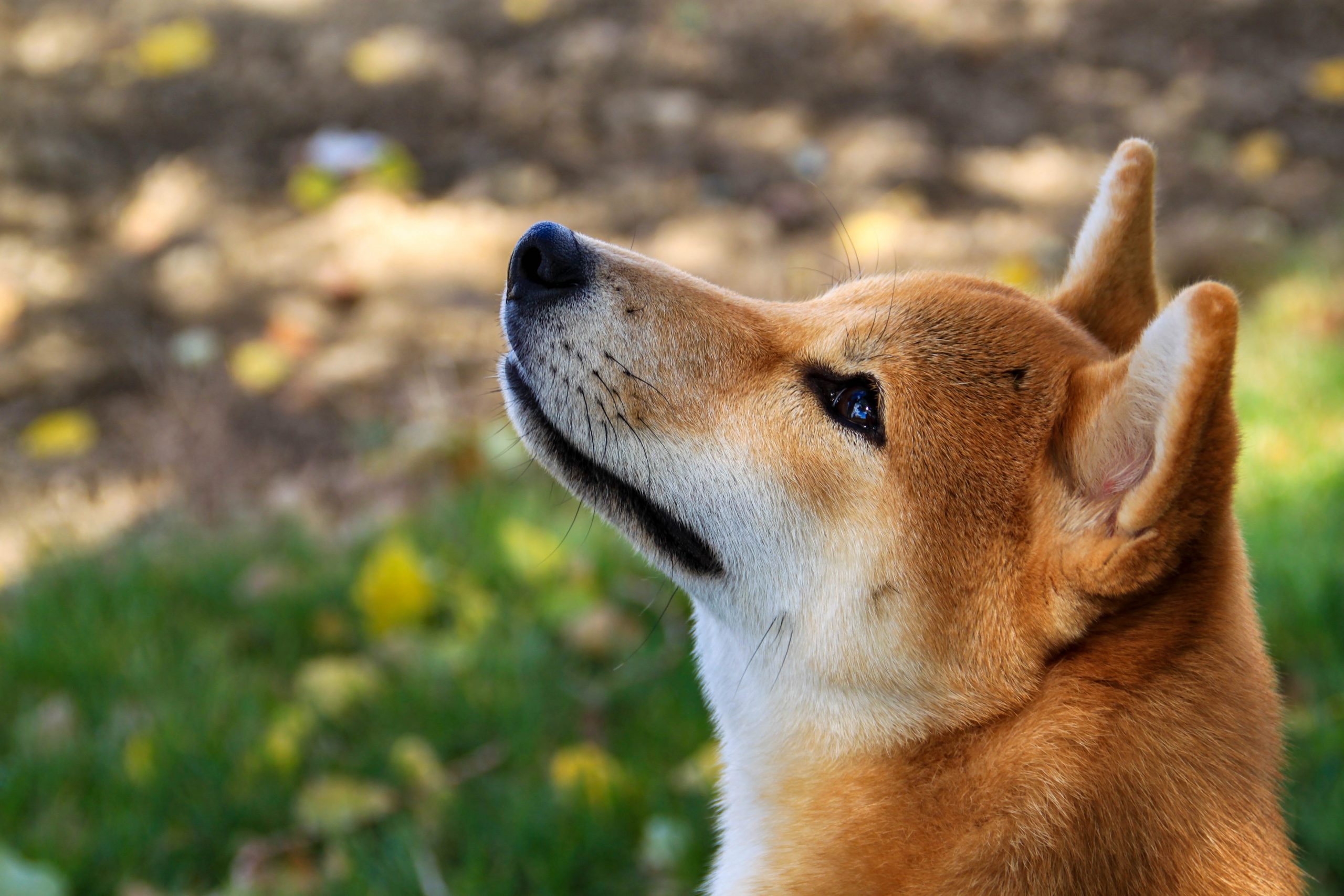 best dog food for shiba inus