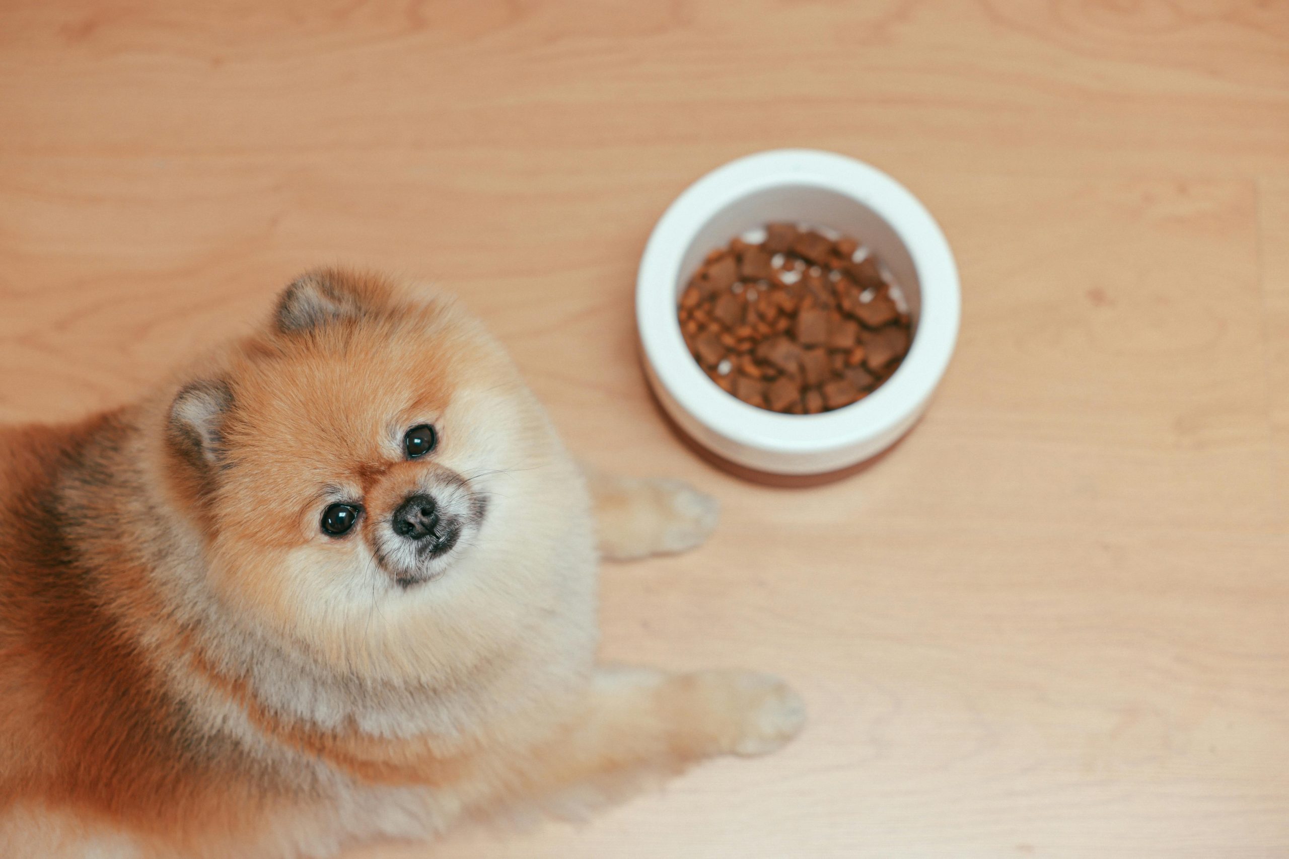 best dog food for pomeranians