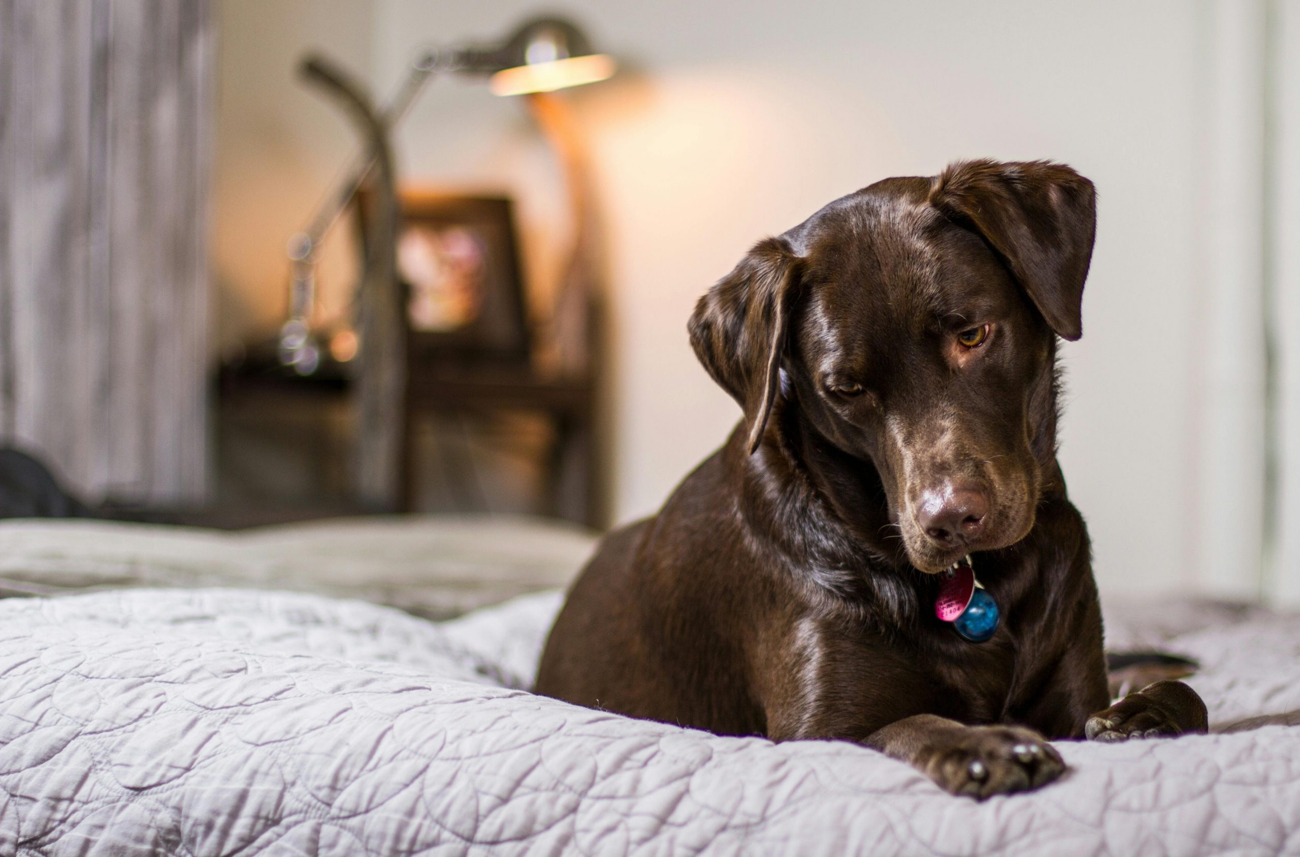 main image for the best dog bed for joint pain