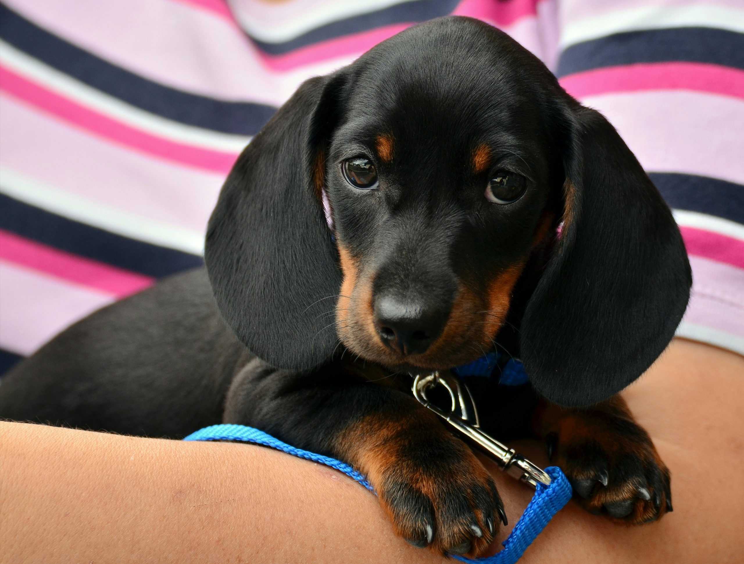 best harness for dachshund