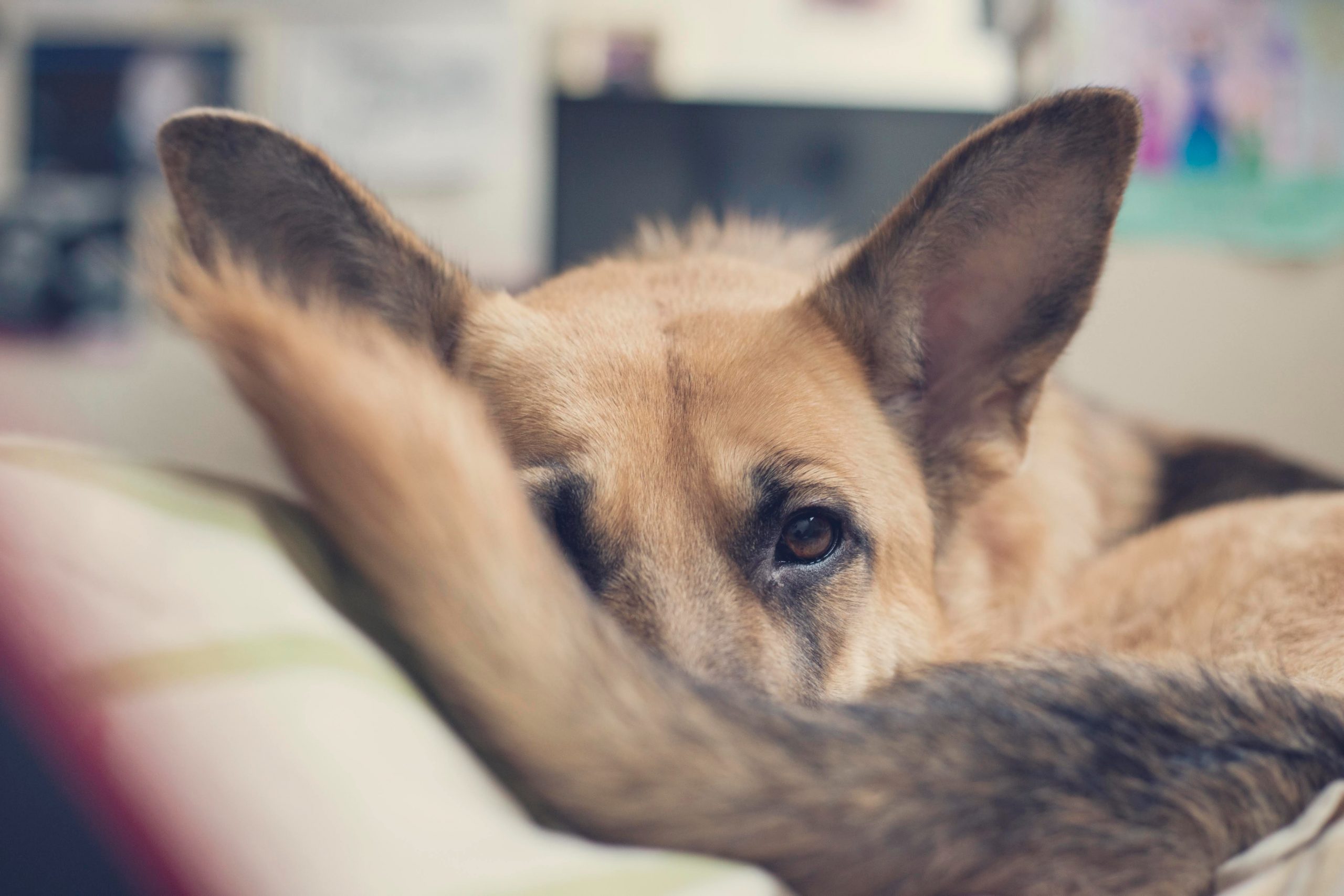 best dog bed for german shepherd