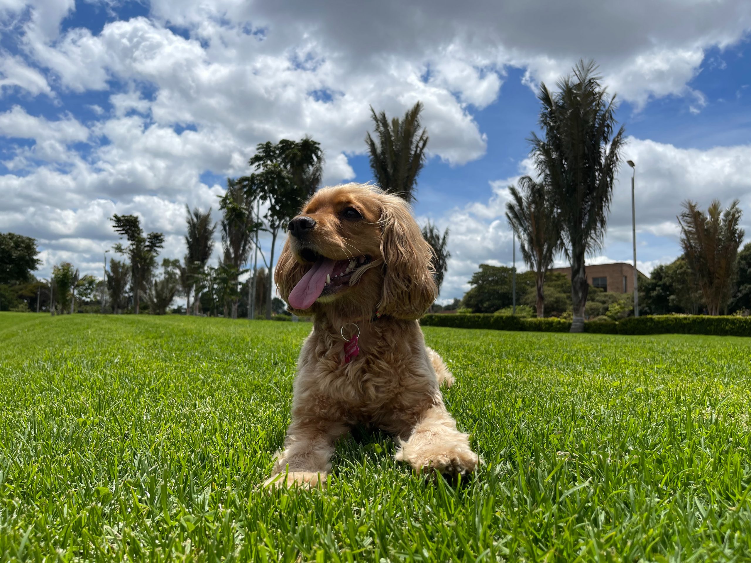 main image for the best dog food for cocker spaniels