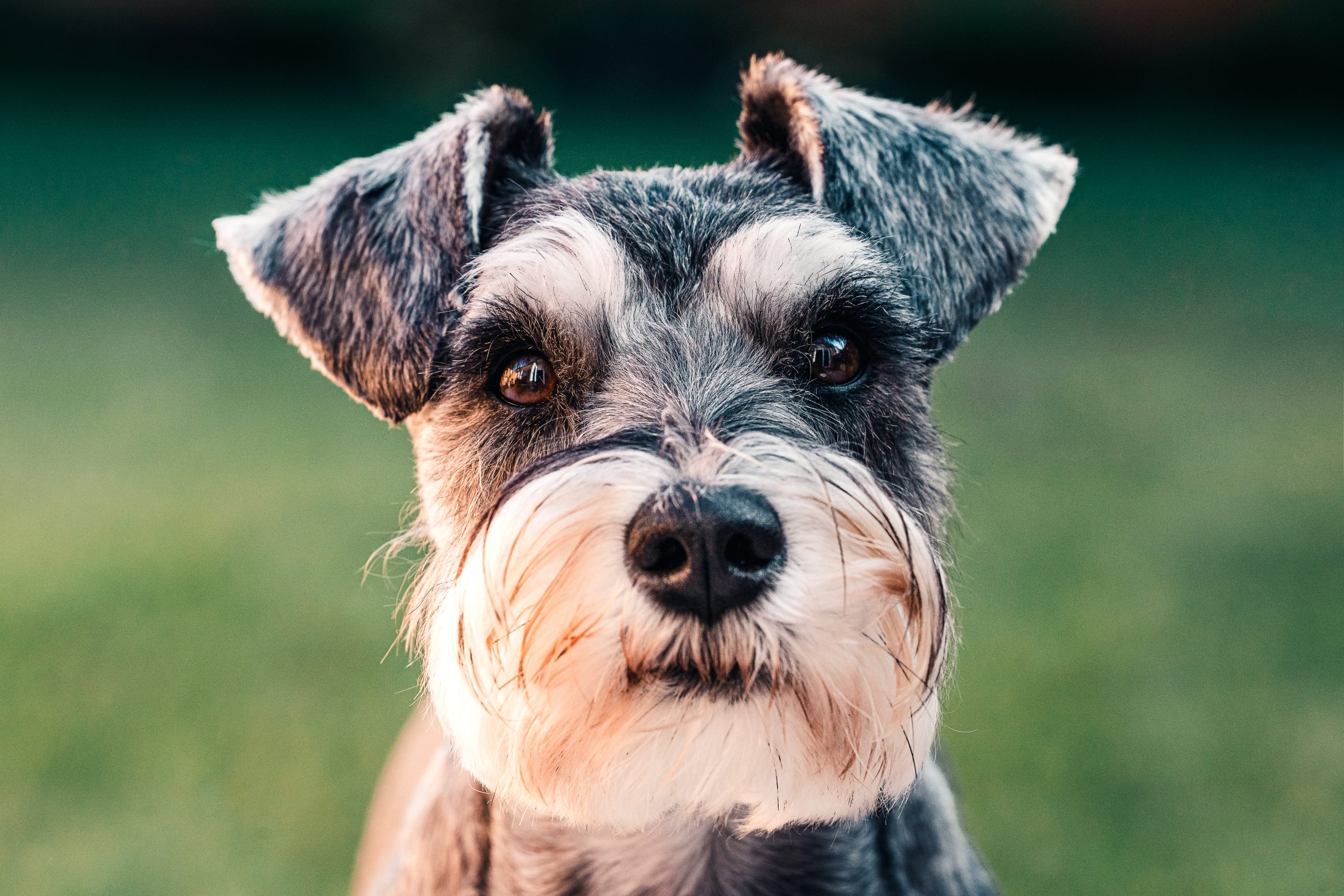 best dog food for Miniature Schnauzers