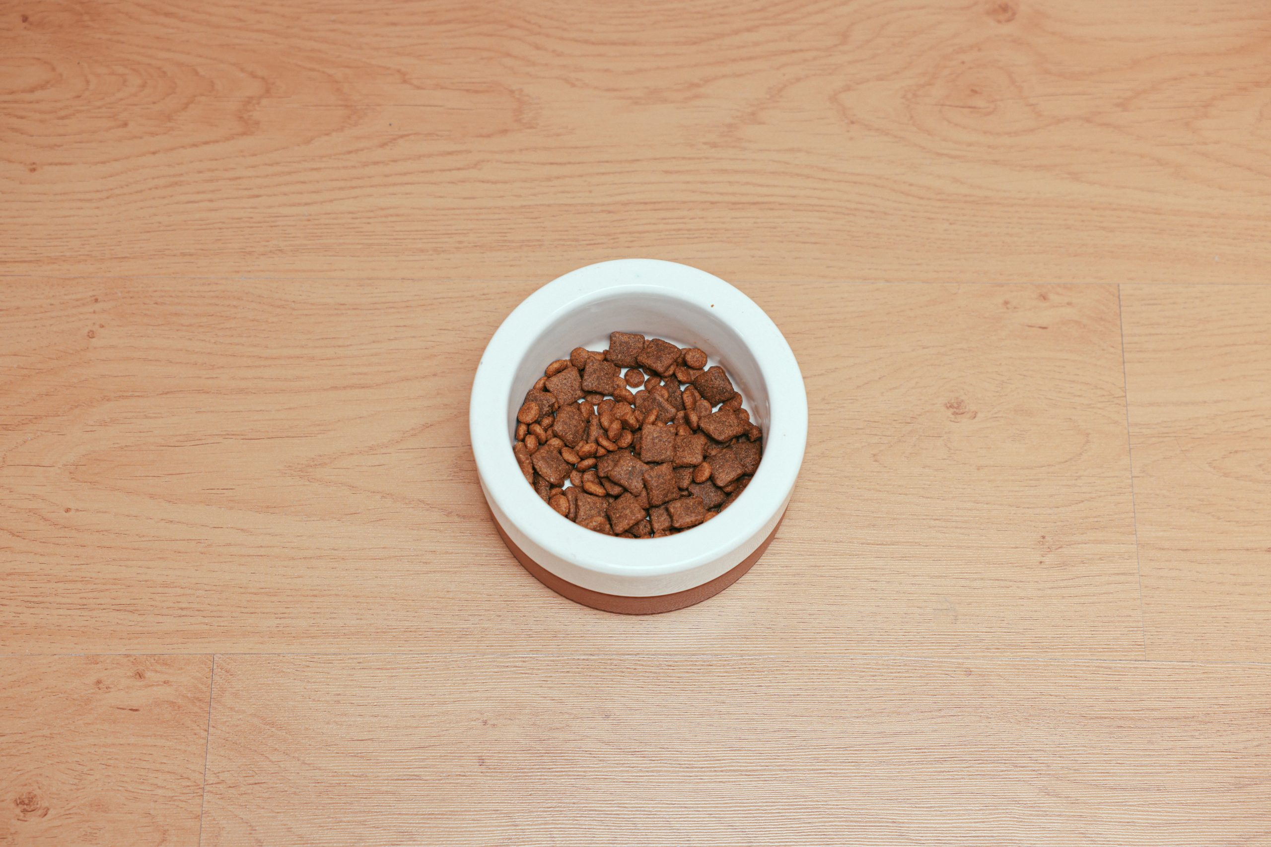 best dog food for allergies