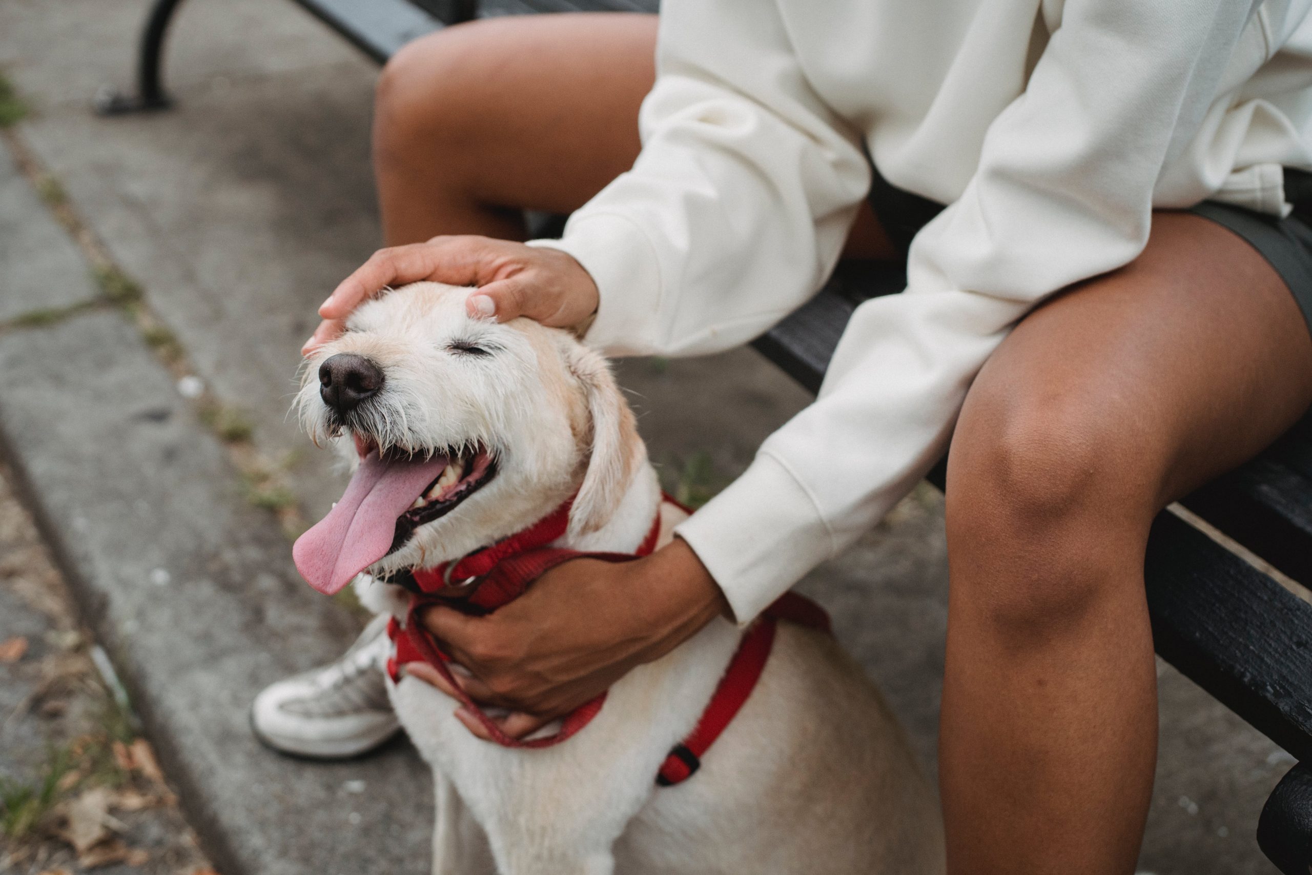 best dog harness