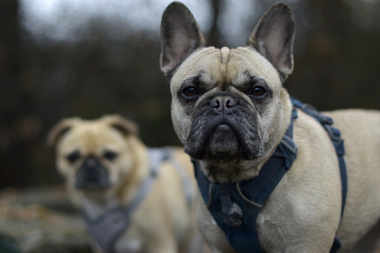 main image for the best dog harnesses in 2024