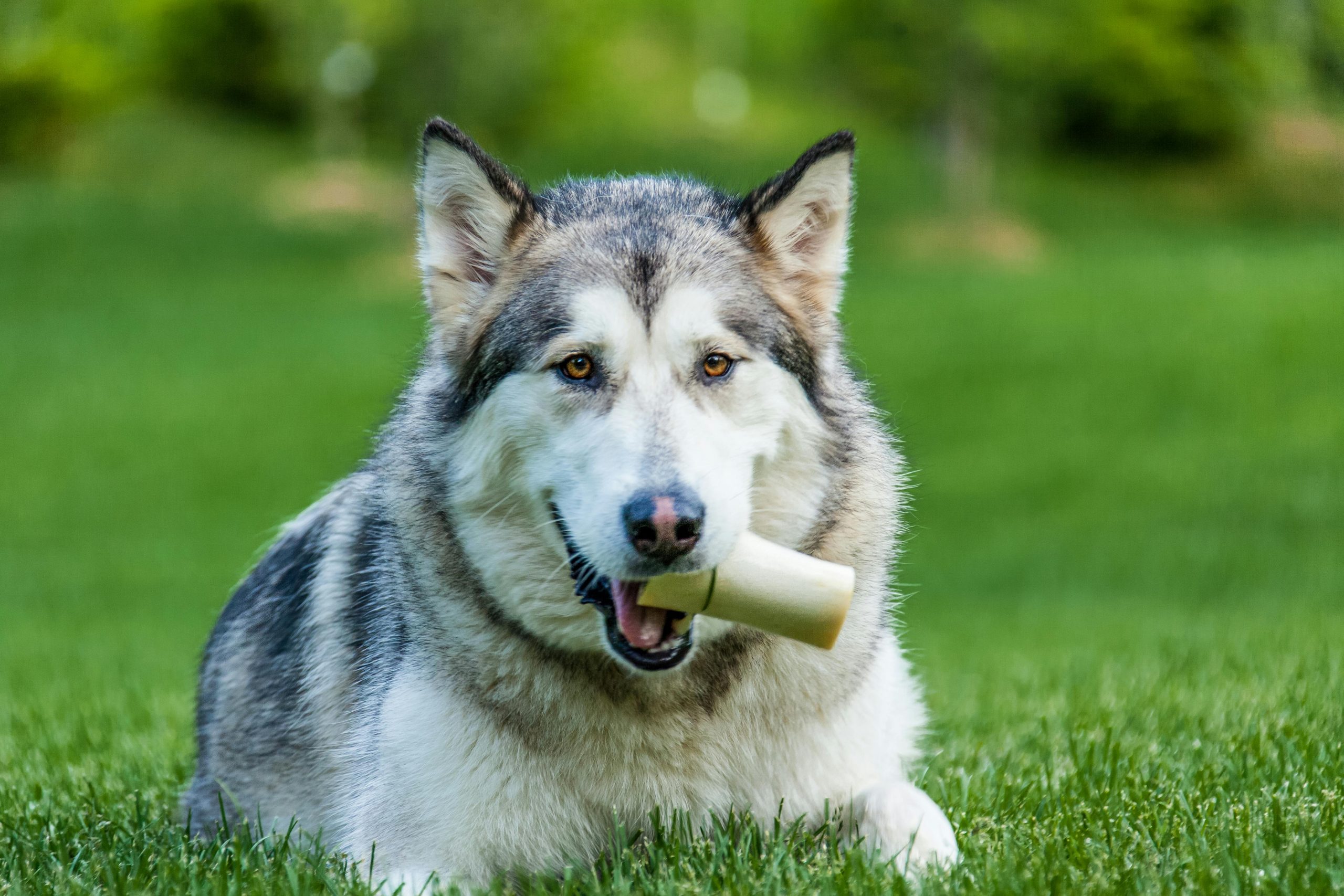 best bones for dogs