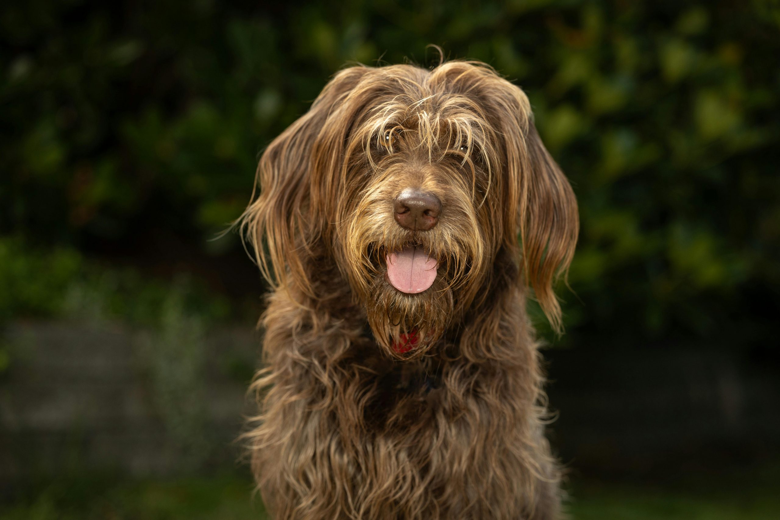 best dog food for labradoodles