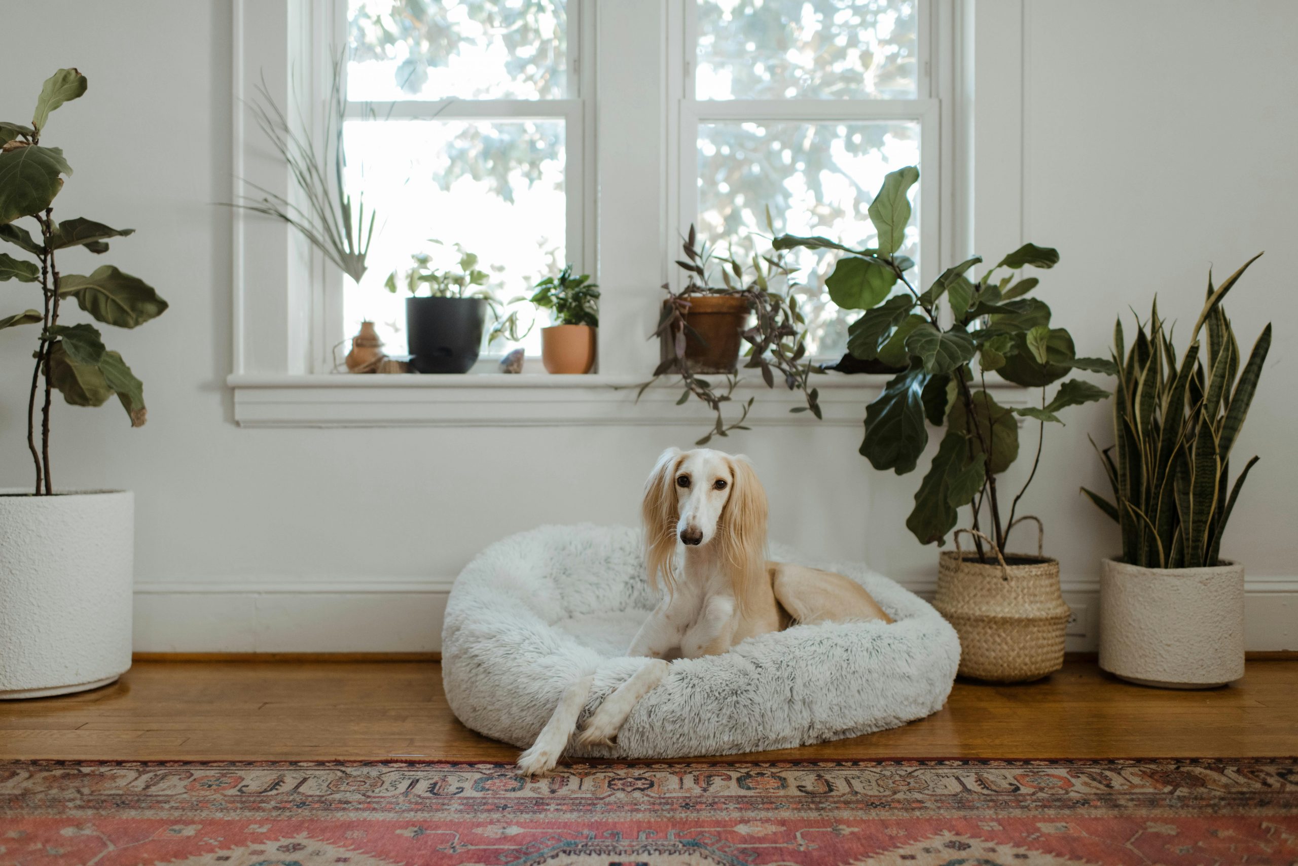 main image for the best dog bed for large dogs in 2024