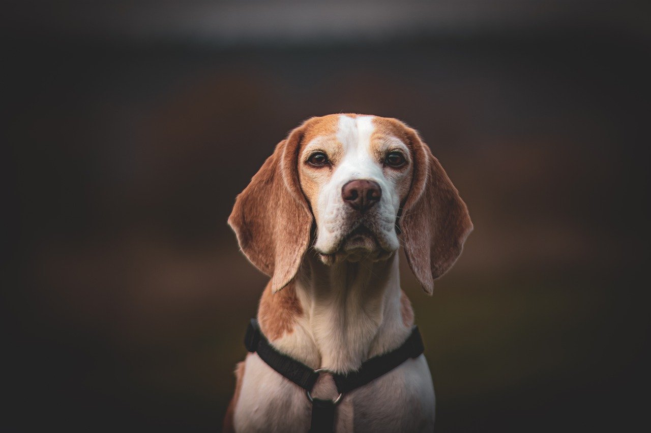 best dog food for beagles