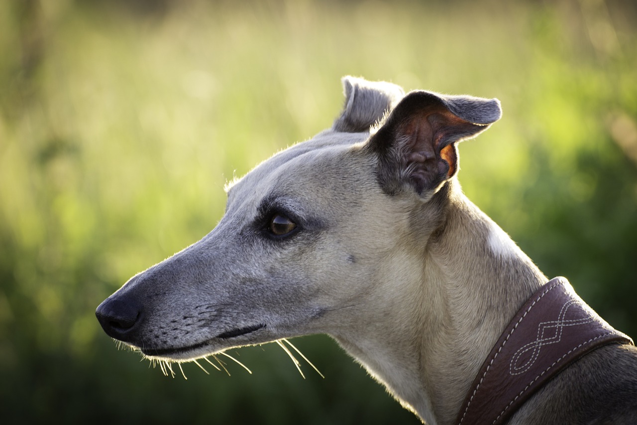 best dog food for greyhounds