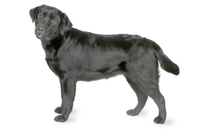 abrador-retriever