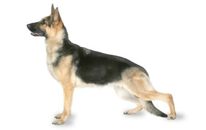 german-shepherd-dog