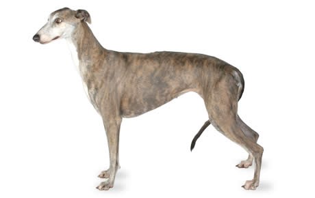 greyhound