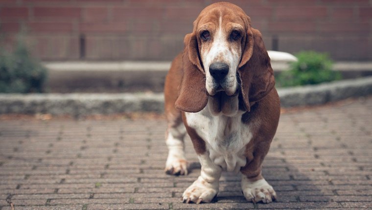 Portrait Of Basset Hound On Footpath