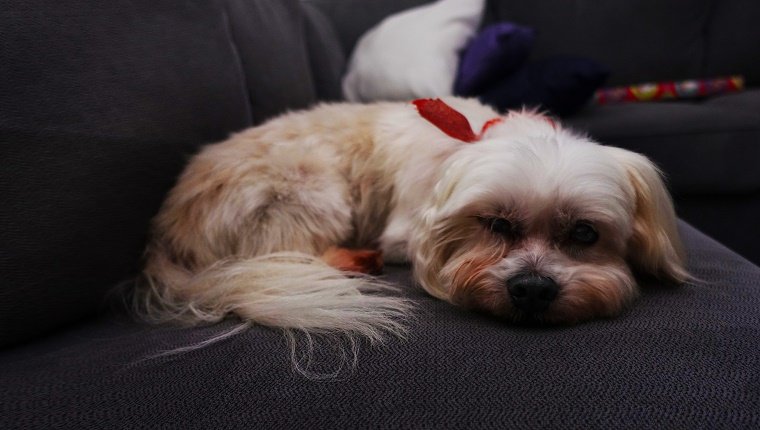 Portrait Of Shih Tzu Lying On Sofa At Home