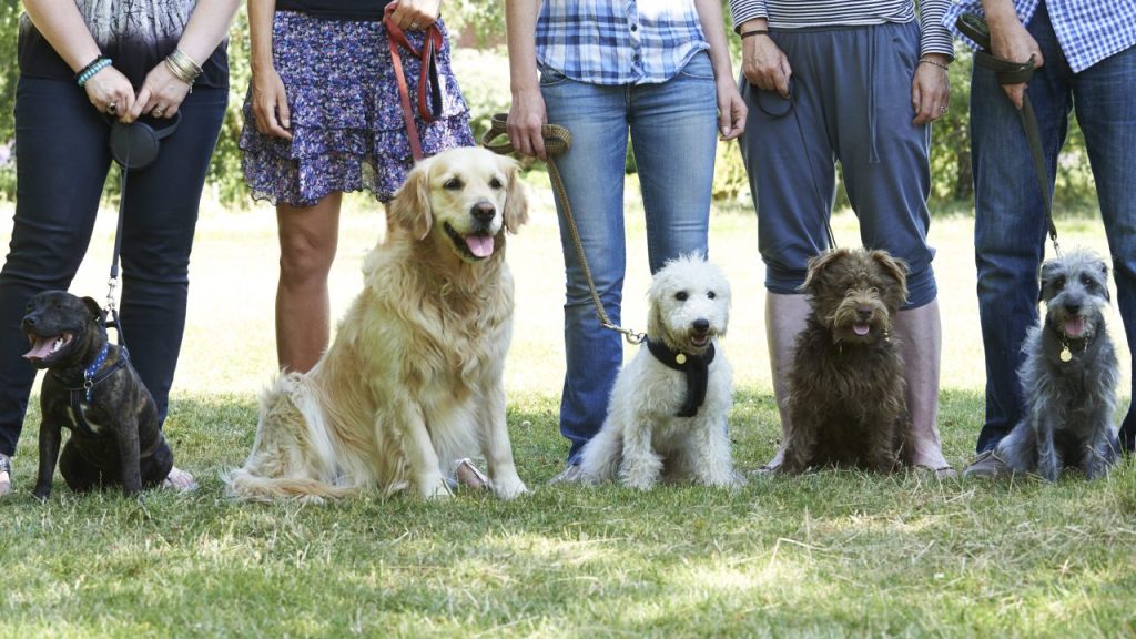 Dog training group class featuring many dog sitting in a row on grass while wearing a leash in front of the legs of their parents.