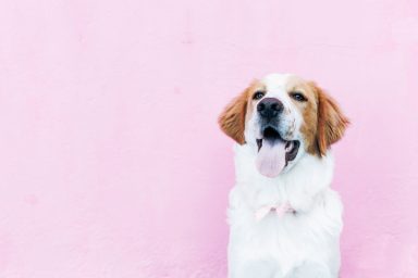 Portrait of Labrador puppy sitting with tongue out against pink background, enjoying have a unique dog name.