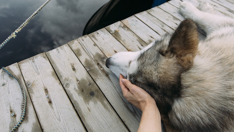 Human Hand, Dog, Pets, Animal, People