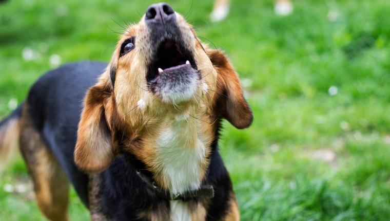 Cute small dog stands on a green field while howling. Springtime/Summer