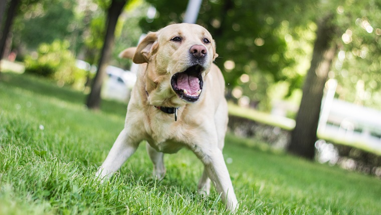 Labrador dog barking at city park. Nice sunny day, summer/spring