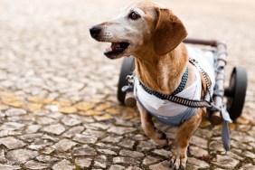 Paraplegic dachshund senior dog