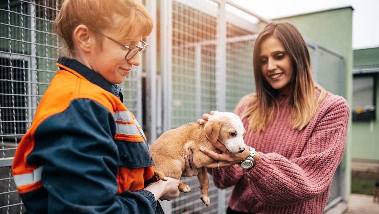 Young adult woman playing with dogs in animal shelter. She wants to adopt one dog and female worker heps her to decide.