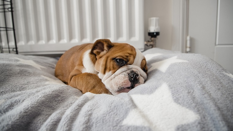 A cute British Bulldog resting in a dog bed.