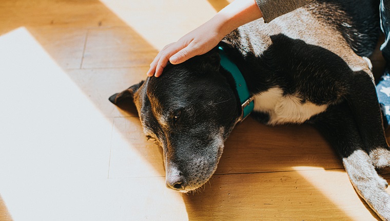 Hand stroking a dogs head. Space for copy.