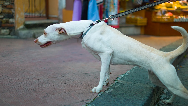 Dog On Sidewalk