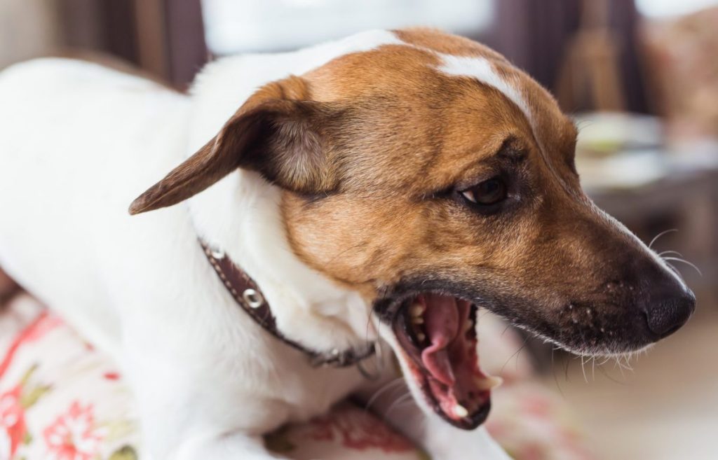 Jack Russell terrier dog choking