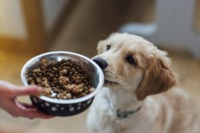 person handing dog bowl of food containing healthy fats dogs need to eat