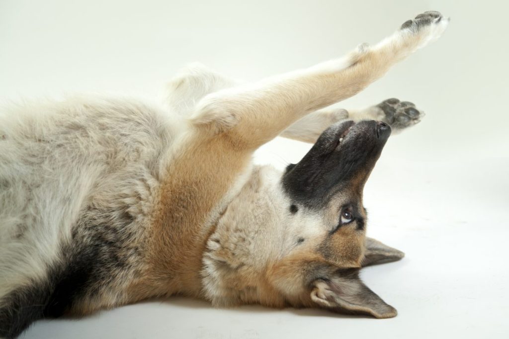 German Shepherd performing alpha rolls on ground