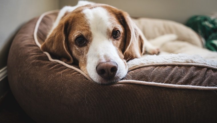 Close-Up Portrait Of Dog Lying Down