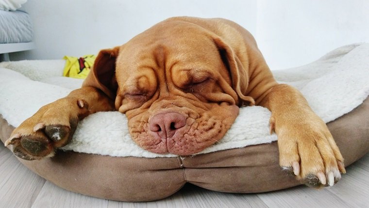 Brown Dog Sleeping In Pet Bed At Home