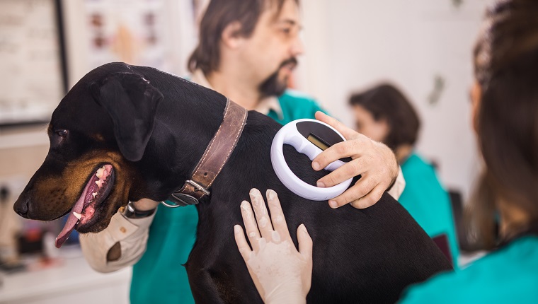 Veterinarians cooperating while scanning a dog's chip at vet's office.